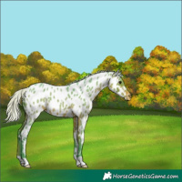 Horse Color:Watercolor Silver Brown Roan Appaloosa 