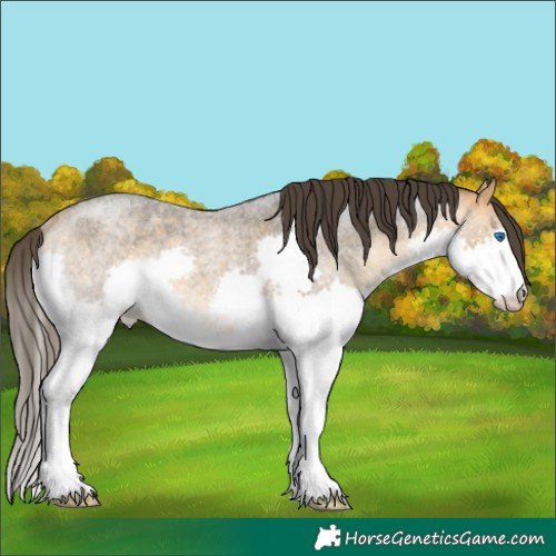 Horse Color:Buckskin Roan Splash 