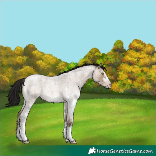Horse Color:Gray White Spotted Sable Champagne Roan Dun Appaloosa Rabicano 