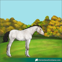Horse Color:Gray White Spotted Sable Champagne Roan Dun Appaloosa Rabicano 