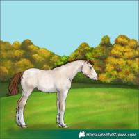 Horse Color:Gray White Spotted Sable Champagne Roan Pearl Dun Appaloosa