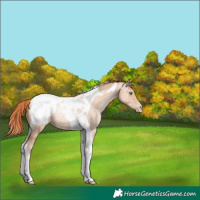 Horse Color:Classic Champagne Pearl Tobiano Appaloosa 