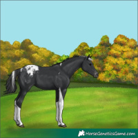 Horse Color:Black Tobiano Appaloosa 