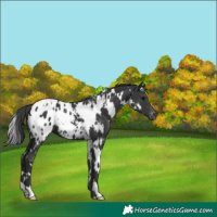 Horse Color:White Spotted Black Appaloosa 
