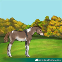 Horse Color:Liver Red Dun Tobiano Rabicano 
