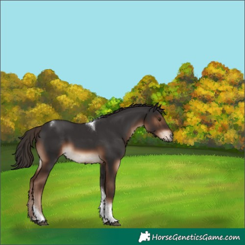 Horse Color:Liver Chestnut Tobiano 