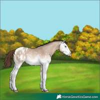 Horse Color:White Spotted Sable Champagne Dun Blanket