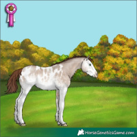 Horse Color:White Spotted Sable Champagne Dun Mushroom Appaloosa