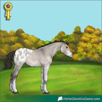 Horse Color:White Spotted Brown Roan Dun Mushroom Appaloosa