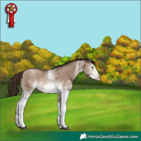 Horse Color:Gray White Spotted Brown Pearl Dun Mushroom Varnish Rabicano