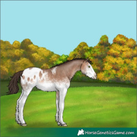 Horse Color:White Spotted Sable Champagne Blanket Rabicano 
