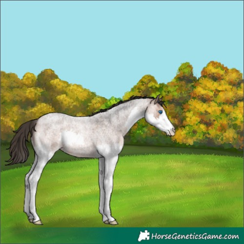 Horse Color:Bay Roan Splash 