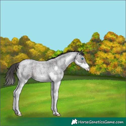 Horse Color:Smoky Blue Roan Splash 