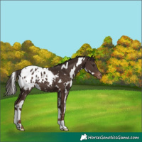 Horse Color:White Spotted Liver Chestnut Appaloosa 