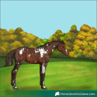 Horse Color:White Spotted Liver Chestnut Appaloosa 