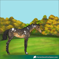 Horse Color:White Spotted Buckskin Snowflake Varnish