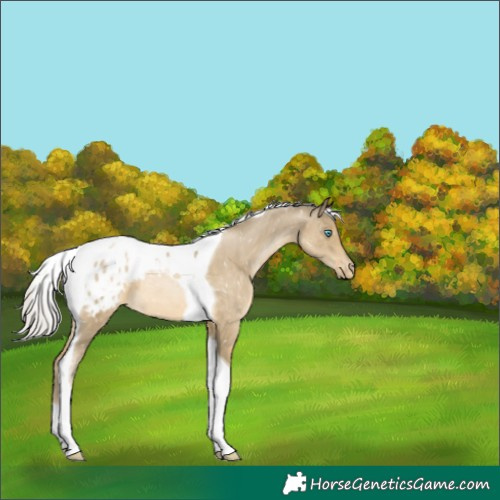 Horse Color:Silver Smoky Black Pearl Tobiano Appaloosa 