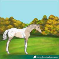 Horse Color:Silver Smoky Black Pearl Tobiano Appaloosa