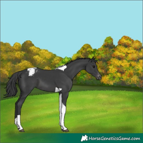 Horse Color:Black Tobiano Appaloosa 