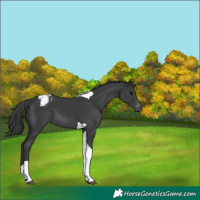 Horse Color:Black Tobiano Appaloosa 