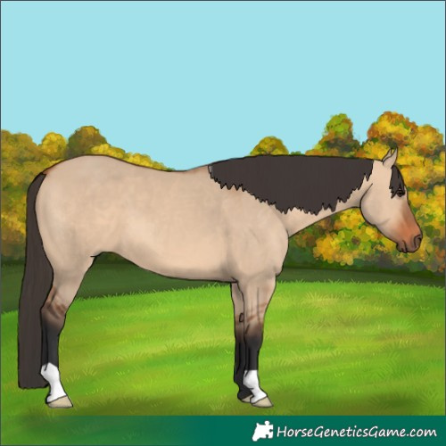 Horse Color:Bay Dun