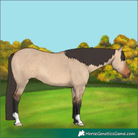 Horse Color:Bay Dun