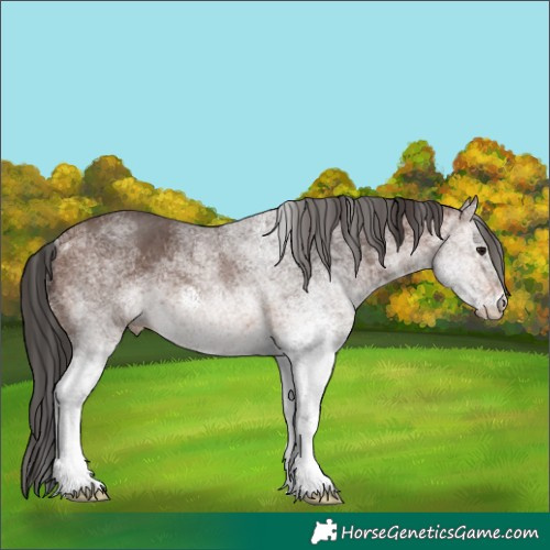 Horse Color:White Spotted Brown