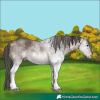 Horse Color:White Spotted Brown