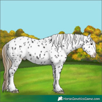 Horse Color:Smoky Black Near Leopard