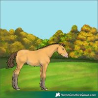 Horse Color:Amber Cream Champagne 