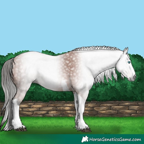Horse Color:Gray Bay Splash Tobiano 