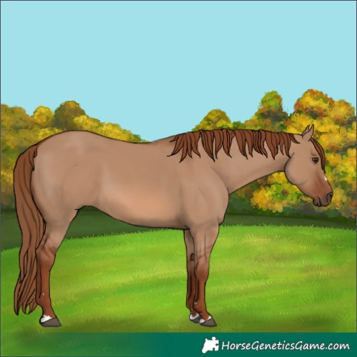 Horse Color:Red Dun