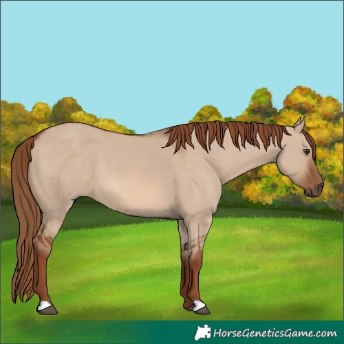 Horse Color:Red Dun 