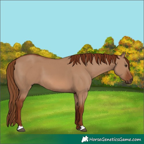 Horse Color:Red Dun