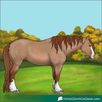 Horse Color:Red Dun 