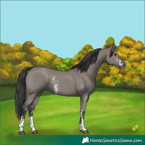 Horse Color:Grullo Sabino Rabicano 