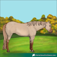 Horse Color:Red Dun 