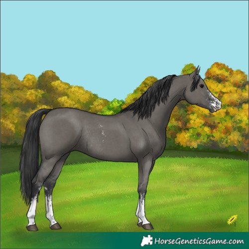 Horse Color:Grullo Sabino Rabicano 