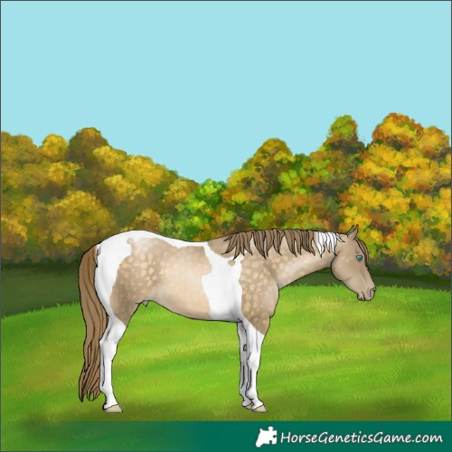 Horse Color:Buckskin Pearl Tobiano 