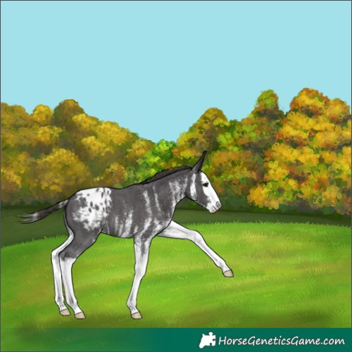 Horse Color:White Spotted Smoky Black Splash Appaloosa 