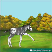 Horse Color:White Spotted Smoky Black Splash Appaloosa