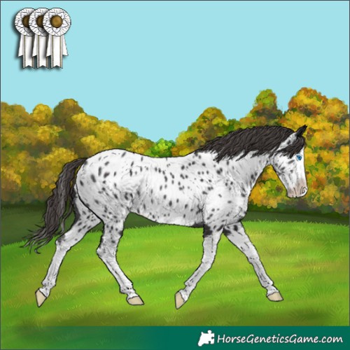 Horse Color:Smoky Black Splash Appaloosa Rabicano 