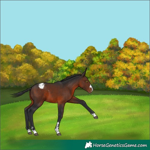 Horse Color:Brown Appaloosa 