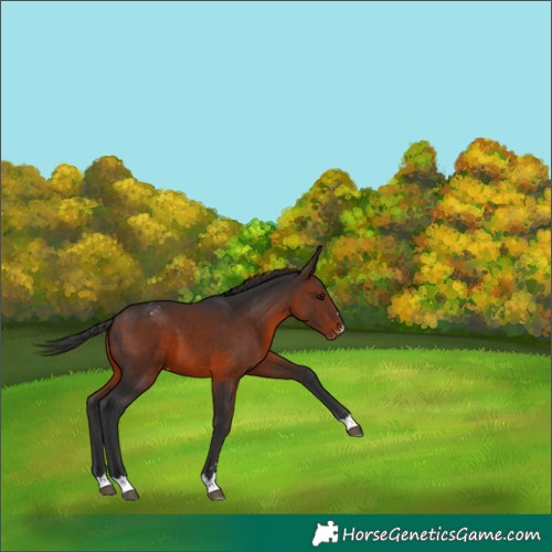 Horse Color:Brown Appaloosa 