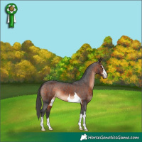 Horse Color:Brown Appaloosa 