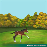 Horse Color:Brown Appaloosa