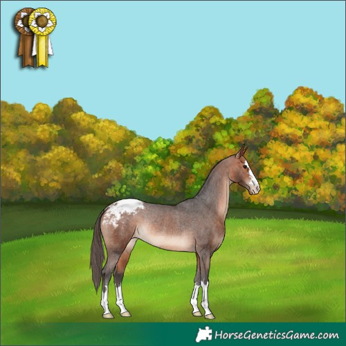 Horse Color:Bay Appaloosa Rabicano 
