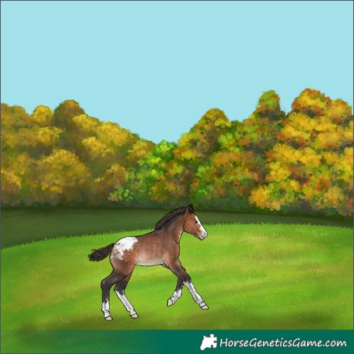 Horse Color:Bay Appaloosa Rabicano 