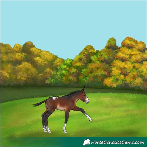 Horse Color:Brown Appaloosa 