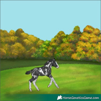 Horse Color:White Spotted Black Splash